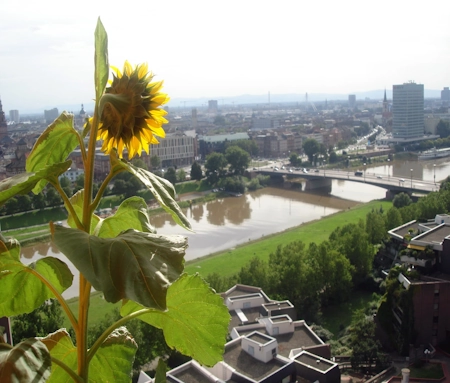 Aussicht auf gepflegte Wohnanlage mit Sonnenblume im Vordergrund